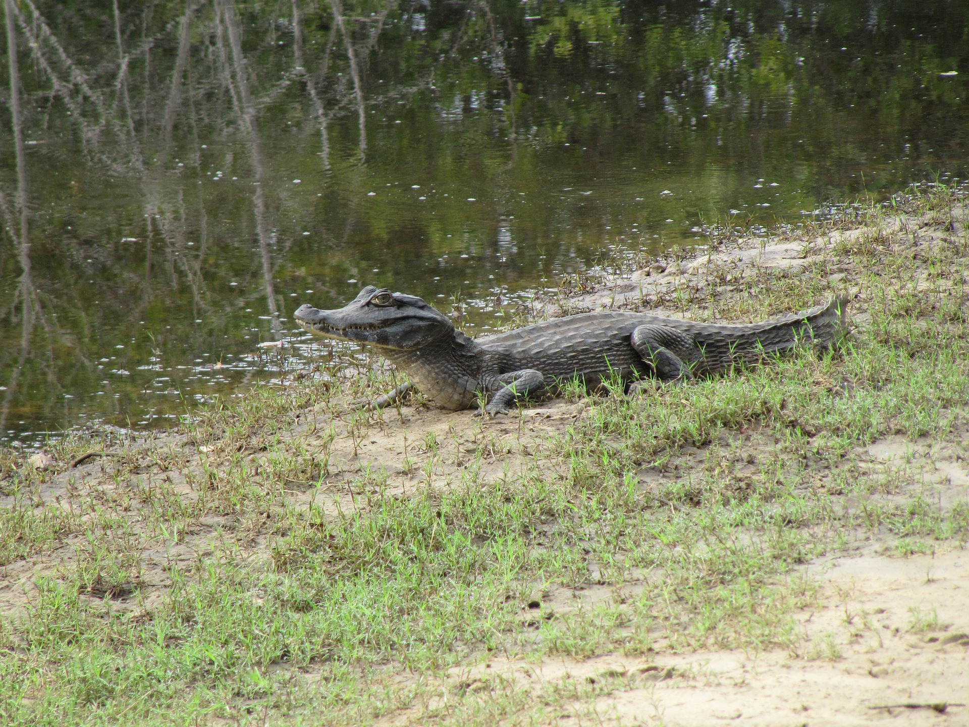 alligator-2835746_1920