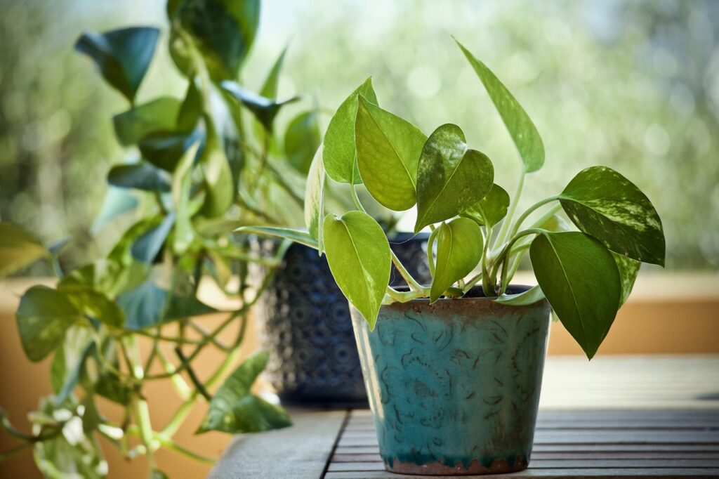 Epipremnum aureum