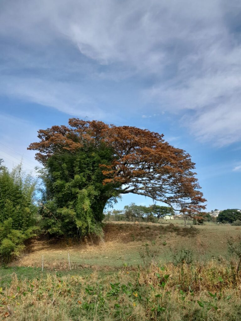 Andrelândia MG Imagens